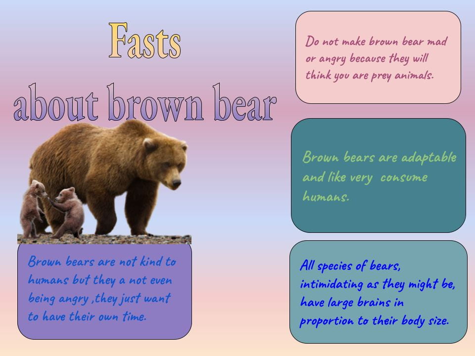 Facts About Brown Bear – Ji Woo @ Belfast School